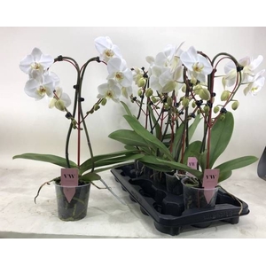 PHAL OV WIT