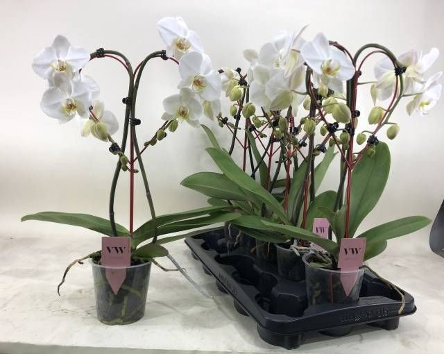 <h4>PHAL OV WIT</h4>