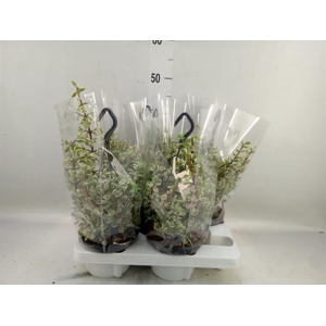 Portulacaria afra 'Variegata'