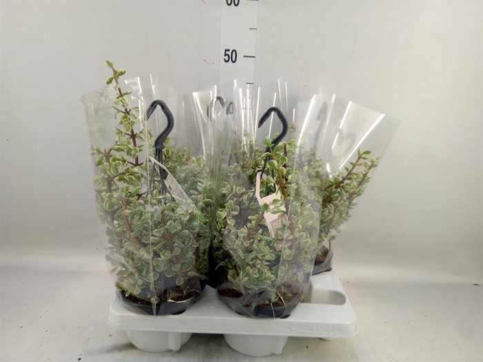 <h4>Portulacaria afra 'Variegata'</h4>