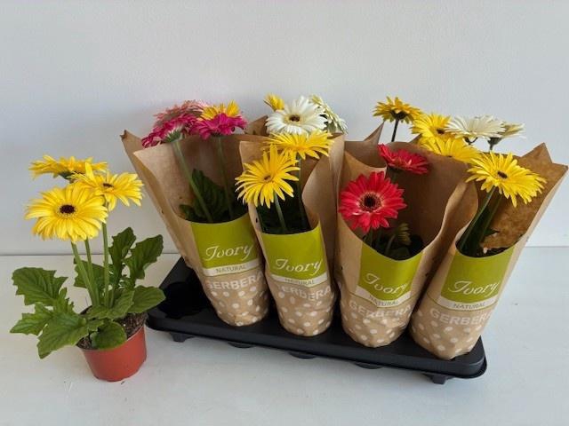 <h4>GER IVORY GEMENGD</h4>