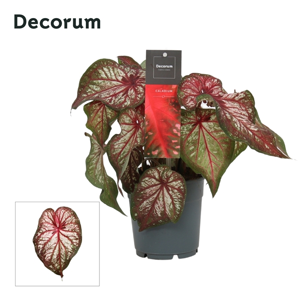 <h4>Caladium Bicolor (Decorum)</h4>