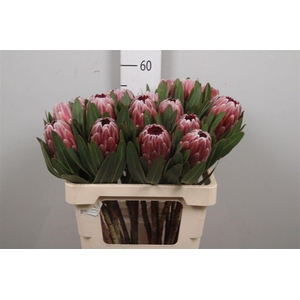 Protea Pink Ice
