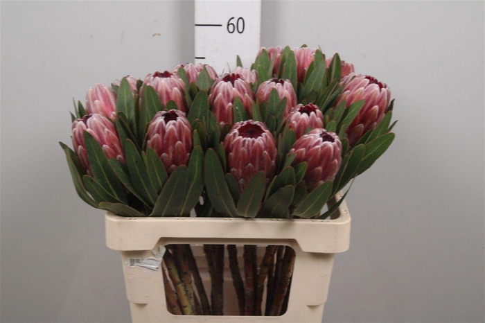 <h4>Protea Pink Ice</h4>