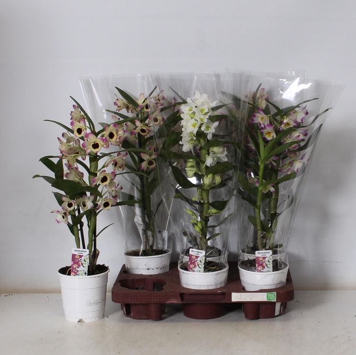 <h4>DEND NOBILE</h4>