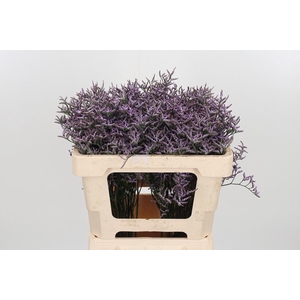 Lim Saf Lilac