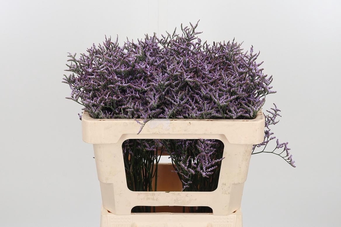 <h4>Lim Saf Lilac</h4>