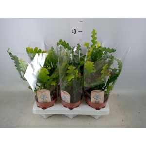 Epiphyllum anguliger