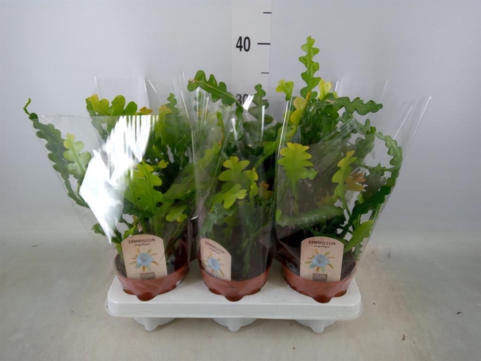<h4>Epiphyllum anguliger</h4>