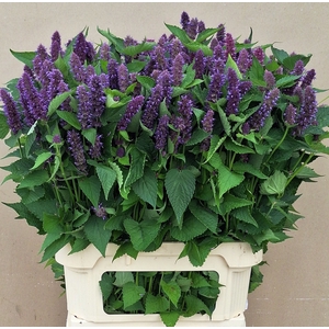 AGASTACHE OV