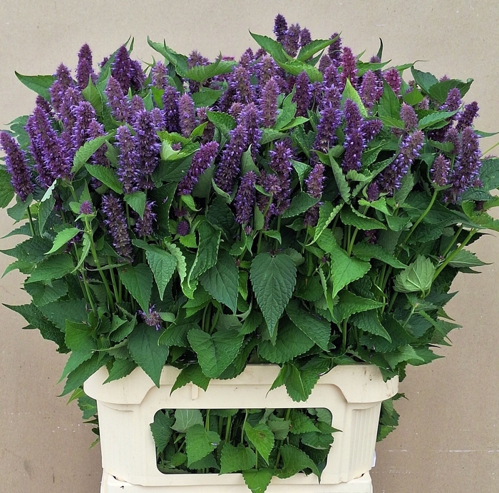 <h4>AGASTACHE OV</h4>