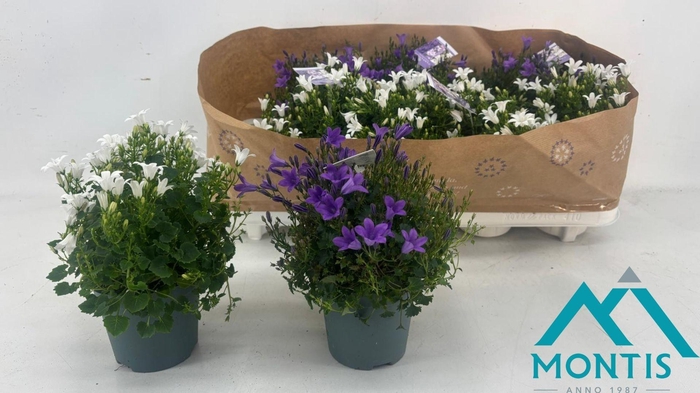 <h4>CAMP ADDENDA MIXK</h4>