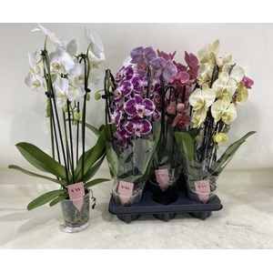 PHAL GEM