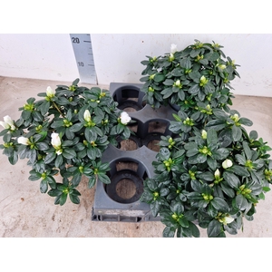 RHODO SI WITTE VOGEL