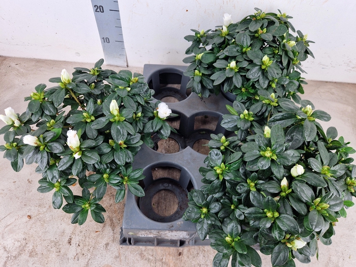 <h4>RHODO SI WITTE VOGEL</h4>