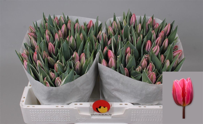 <h4>Tu En Pretty Princess</h4>