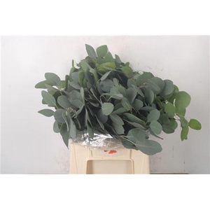 Euc Populus Leaves Per Bunch 150 Gram