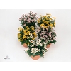Chrysanthemum  'Pico'   ...mix