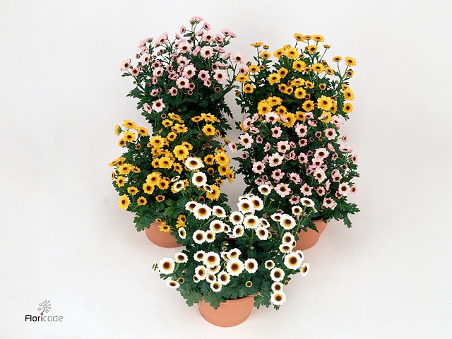 Chrysanthemum  'Pico'   ...mix