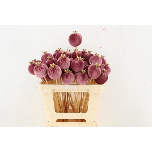 Stick Pomegranate V.6cm Pink