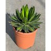 Agave overig