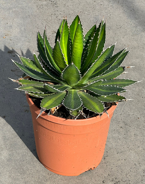 Agave overig