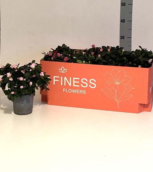 <h4>RHODO SI VOGEL GEM</h4>