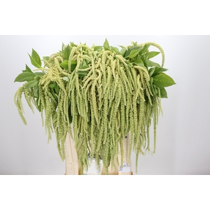 Amaranthus caudatus 'Viridis'