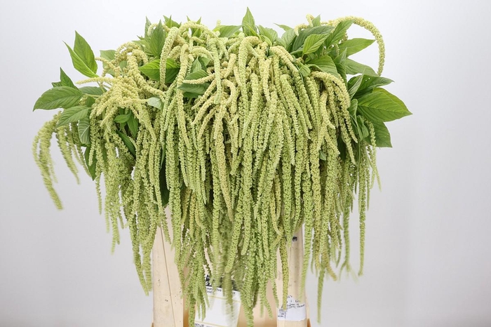 <h4>Amaranthus caudatus 'Viridis'</h4>