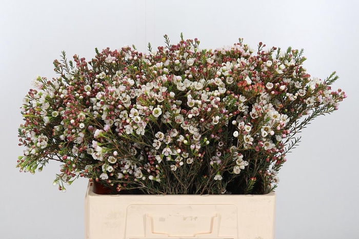 <h4>Chame Mi Liron</h4>