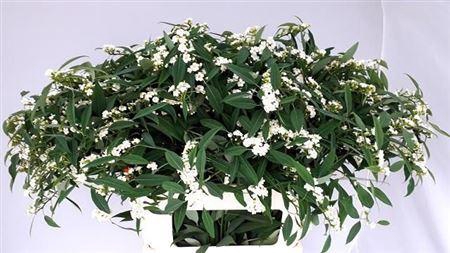 <h4>Euph F T Quicksilver</h4>