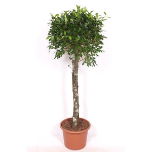 Ficus Nitida