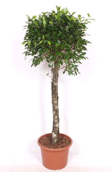 <h4>Ficus Nitida</h4>