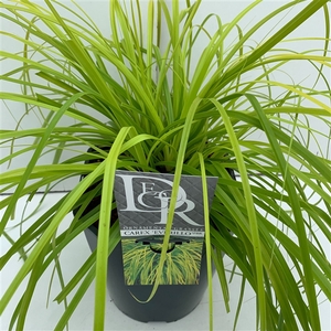 Graminées Carex 'Everillo'