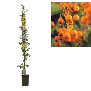 Pyracantha 'Soleil d'Or' +Long & strong label