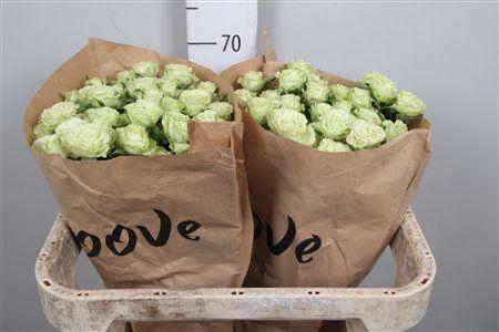 <h4>R Tr Limousine</h4>