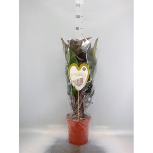 Anthurium andr. 'Beauty Black'