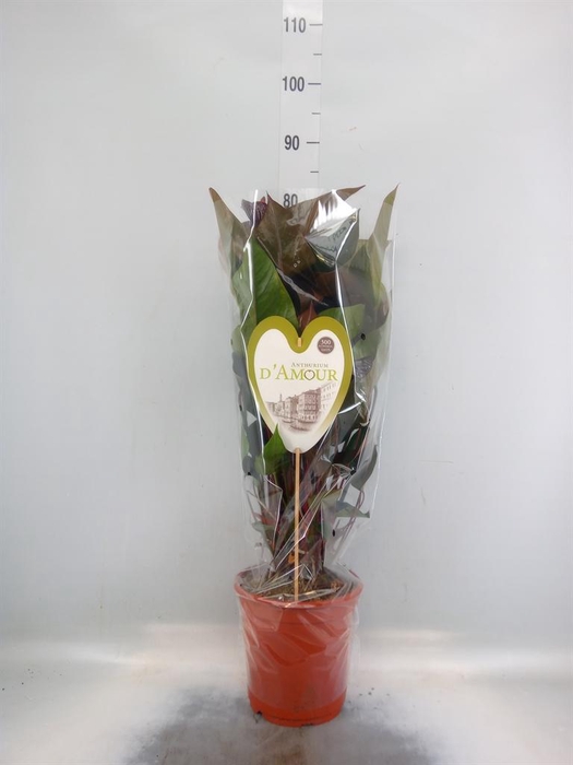 <h4>Anthurium andr. 'Beauty Black'</h4>