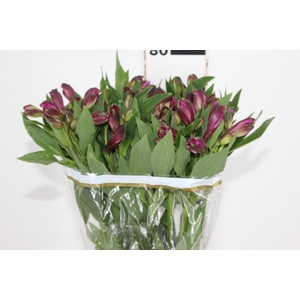 ALSTROEMERIA NAPOLI 080 CM