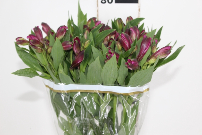 <h4>ALSTROEMERIA NAPOLI 080 CM</h4>