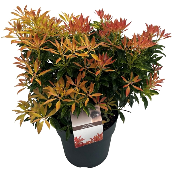 <h4>Pieris jap. 'Forest Flame' sense</h4>