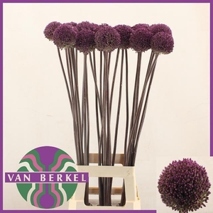 Allium Summer Drummer 90cm