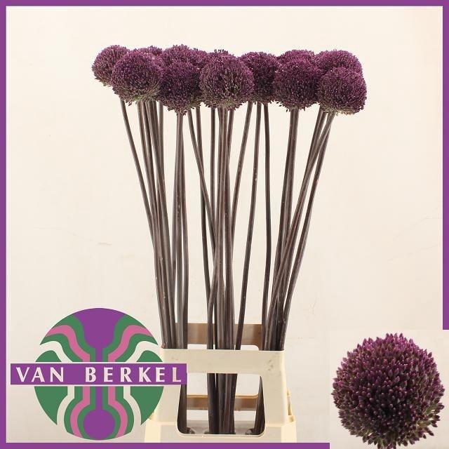 <h4>Allium Summer Drummer 90cm</h4>