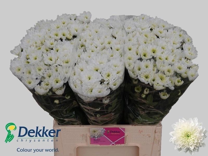 <h4>Chr T Bardot</h4>