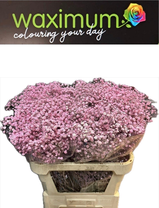 <h4>GYPS CERISE SPRAY</h4>