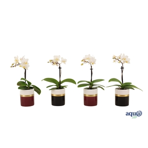 Dolomite Horizon Black / Bordeaux Tiny Dolls Wit 1T7+ Aqu@