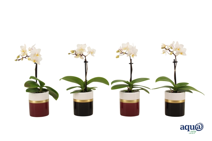 <h4>Dolomite Horizon Black / Bordeaux Tiny Dolls Wit 1T7+ Aqu@</h4>