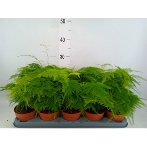Asparagus setaceus
