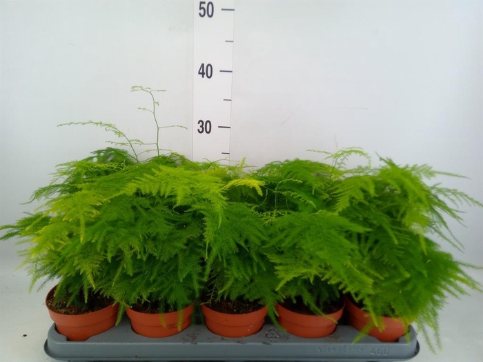 <h4>Asparagus setaceus</h4>