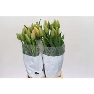 Tulipa (Frans) en Frejus